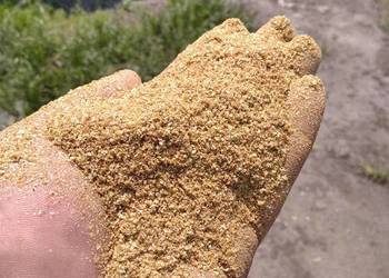 sprzedam kukurydzę DDGS