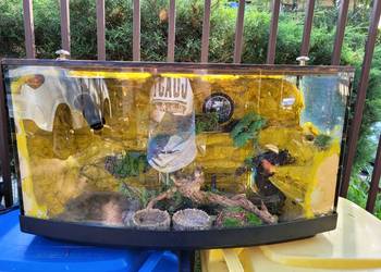 Terarium dla gekona