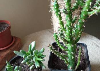 Cylindropuntia subulata -sukulent ten i inne...