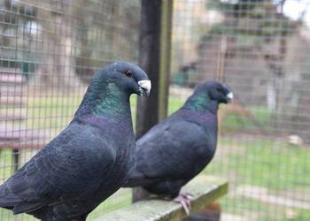 Gołębie ozdobne - Show Racery