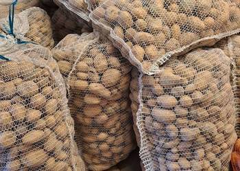 Ziemniaki paszowe 40gr kg