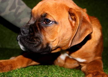 Piesek DIEGO – Bokser z hodowli Family Bokser + (możliwy T)