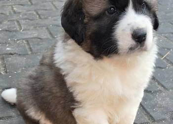 Moskiewski Pies Stróżujący - Nie Bernardyn Nie Kaukaz