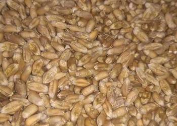 Pszenica jara Tybalt, wyczyszczona