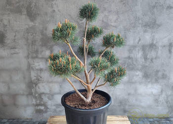 Sosna pospolita formowana 089 NIWAKI, BONSAI OGRODOWE, Topiary