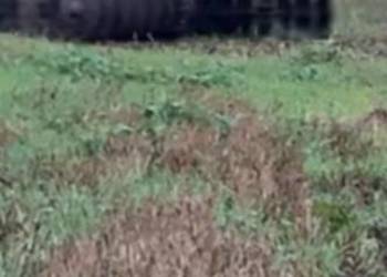 Talerzówka famarol 2.7m