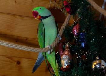 aleksandretta samiec