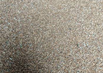 Pszenica ozima  pszenżyto