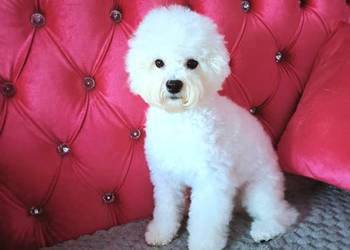 bichon frise szczenięta do odbioru - rodowód FCI top linie