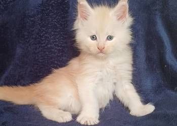Maine Coon kocurek rodowód FPL