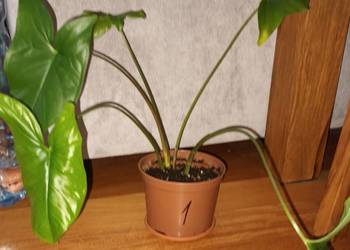 Duże syngonium, nie znam dokładnego gatunku
