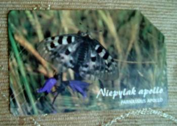 NIEPYLAK APOLLO - MOTYL Z GATUNKU WYMIERAJĄCYCH