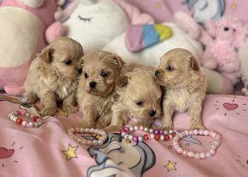 Maltipoo szczeniaki