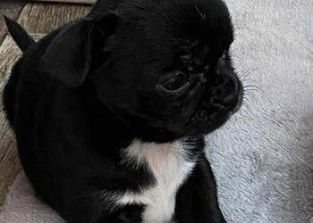 CHIHUAHUA PIĘKNA SUNIA CHOCO