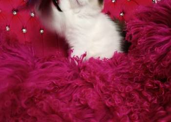Ragdoll Kotka Seal bicolor FIFE FPL
