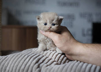 Brytyjski Długowłosy - Kotka Długowłosa Płowa - Tęczowy Agat - Miot M