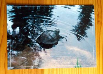 SAMICA ŻÓŁWIA BŁOTNEGO - FOT. SŁAWOMIR MITRUS