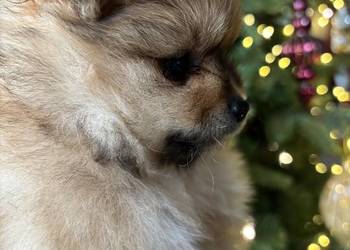 Szpic miniaturowy Pomeranian