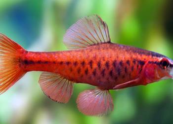 Brzanka wysmukła - Brzanka Titteya - Puntius titteya WYSYŁKA