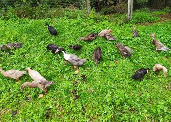 Biegus indyjski kaczuszki