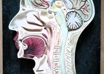 Dekoracja model przekrój głowy