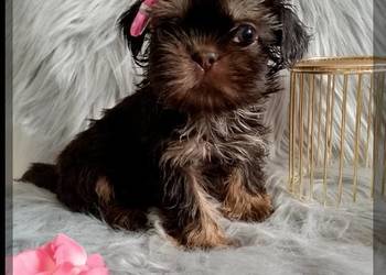 Gotowa do odbioru czekoladowa suczka rady Shih-Tzu