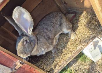 Sprzedam krolika olbrzyma belgijskiego