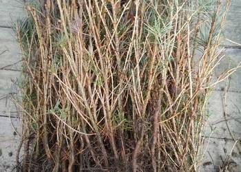 modrzew europejski, sadzonki