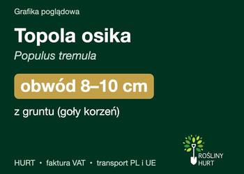 Topola osika (Populus tremula) obwód 8-10 cm, z gruntu – HURT