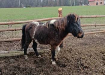 Kucyk ogierek srokaty