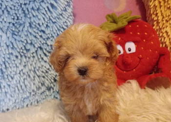 Maltipoo, Pudel Tecup RED BROWN & Maltańczyk -piesek mini