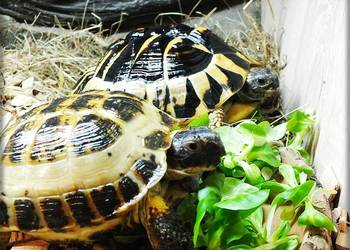 Żółw Grecki i Żółw Stepowy razem lub osobno Sprzedam w dobre ręce