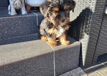 York terrier chłopczyk