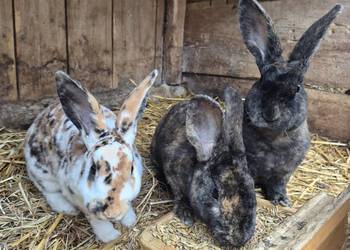 Rex trójbarwny samce