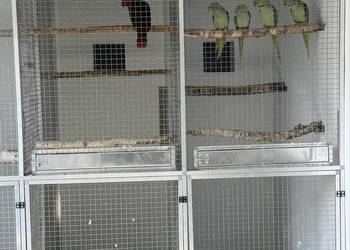 Aleksadrety Wielkie Zmienią Dom