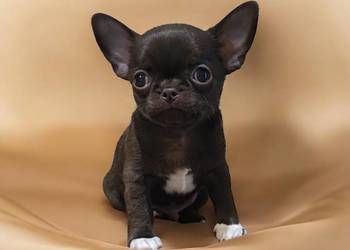 Maleńki  krótkowłosy czekoladowy piesek