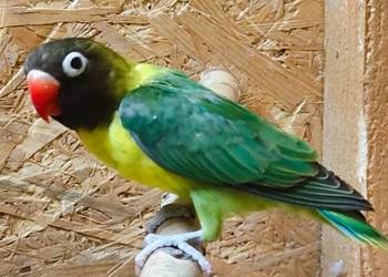 Nierozłaczka z 2025 roku