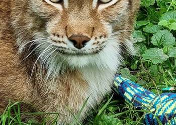 Ryś euroazjatycki (Lynx lynx) - piękny, dorosły samiec Katowice