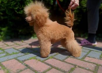 Pudel Toy chlopchik z dokuments FCI
