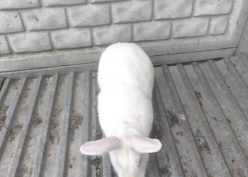 Sprzedam Samca Termondzki Biały