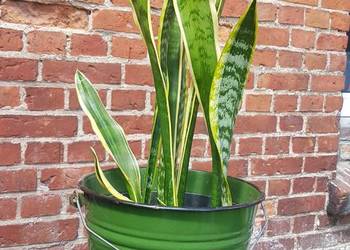 sansevieria długie liście