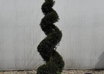 Cyprysowiec "Leylandii" Spirala 125-150cm