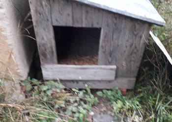 buda dla psa z klatką