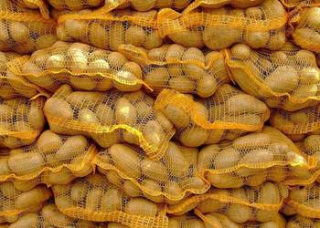 Ziemniaki Atol, Bellarosa - wrzesień 2025 nowe! Ziemniaki Atol, Bellarosa - wrzesień 2025 nowe!