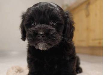 Maltipoo suczka