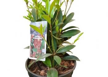 Skimia japonica duża okrągła donica 2l