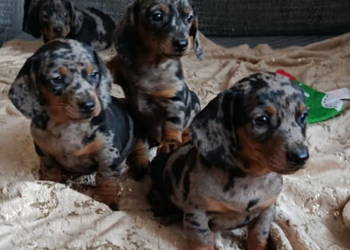 Jamnik krótkowłosy merle