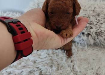 Suczki Pudel Toy, do rezerwacji, rodzice z badaniami, na kolanka Suczki Pudel Toy, do rezerwacji, rodzice z badaniami, na kolanka