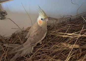 samiczka nimfa z 2025roku samiczka nimfa z 2025roku