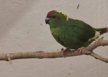 Papugi